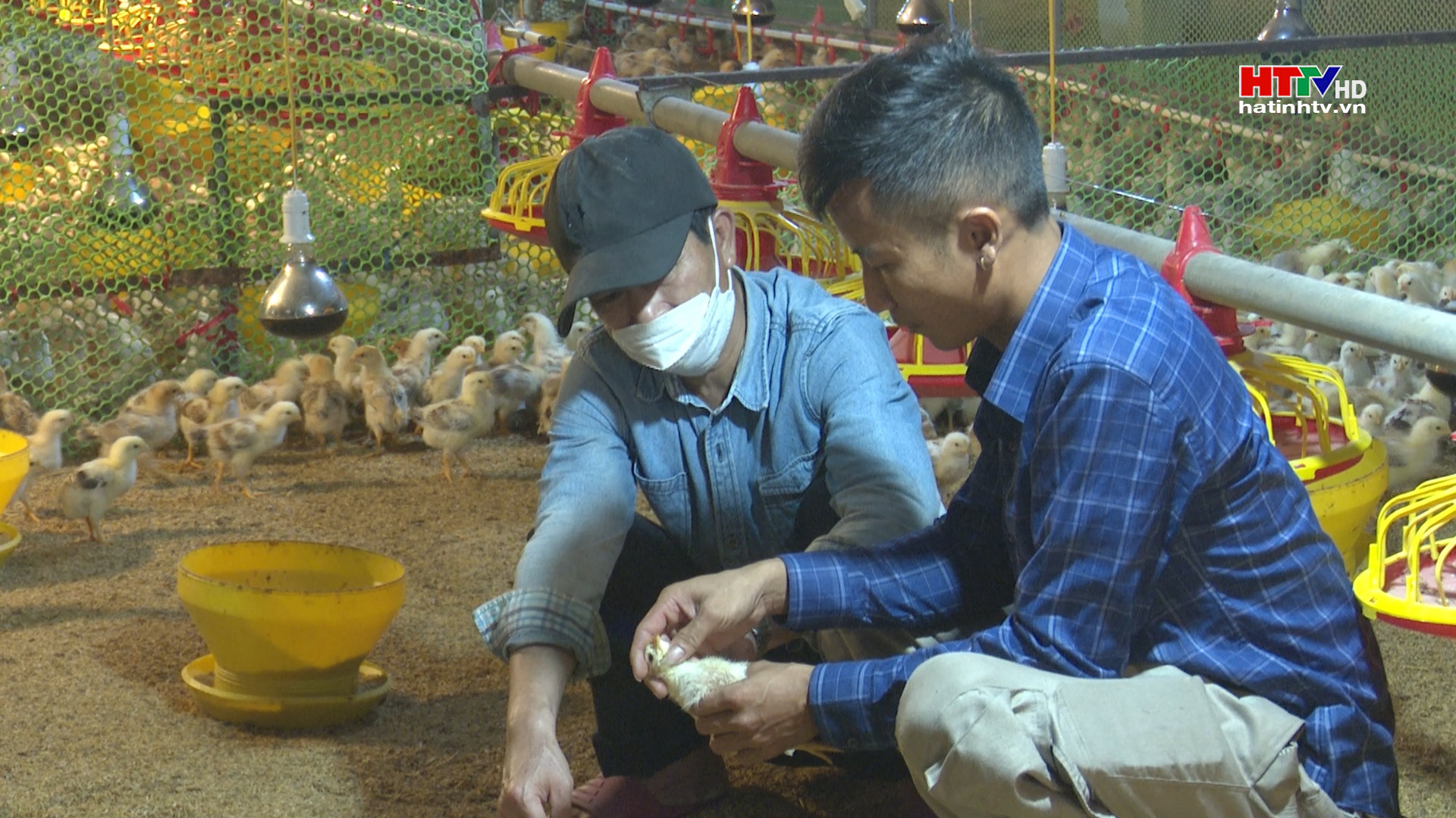 Giá gà thương phẩm tăng, nông dân phấn khởi tái đàn