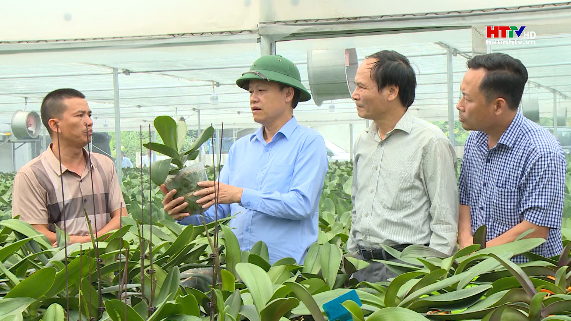 Xây dựng thành công mô hình hoa lan hồ điệp công nghệ cao