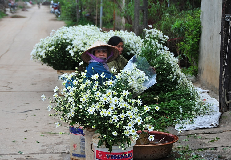 Dịu dàng mùa cúc họa mi đầu đông