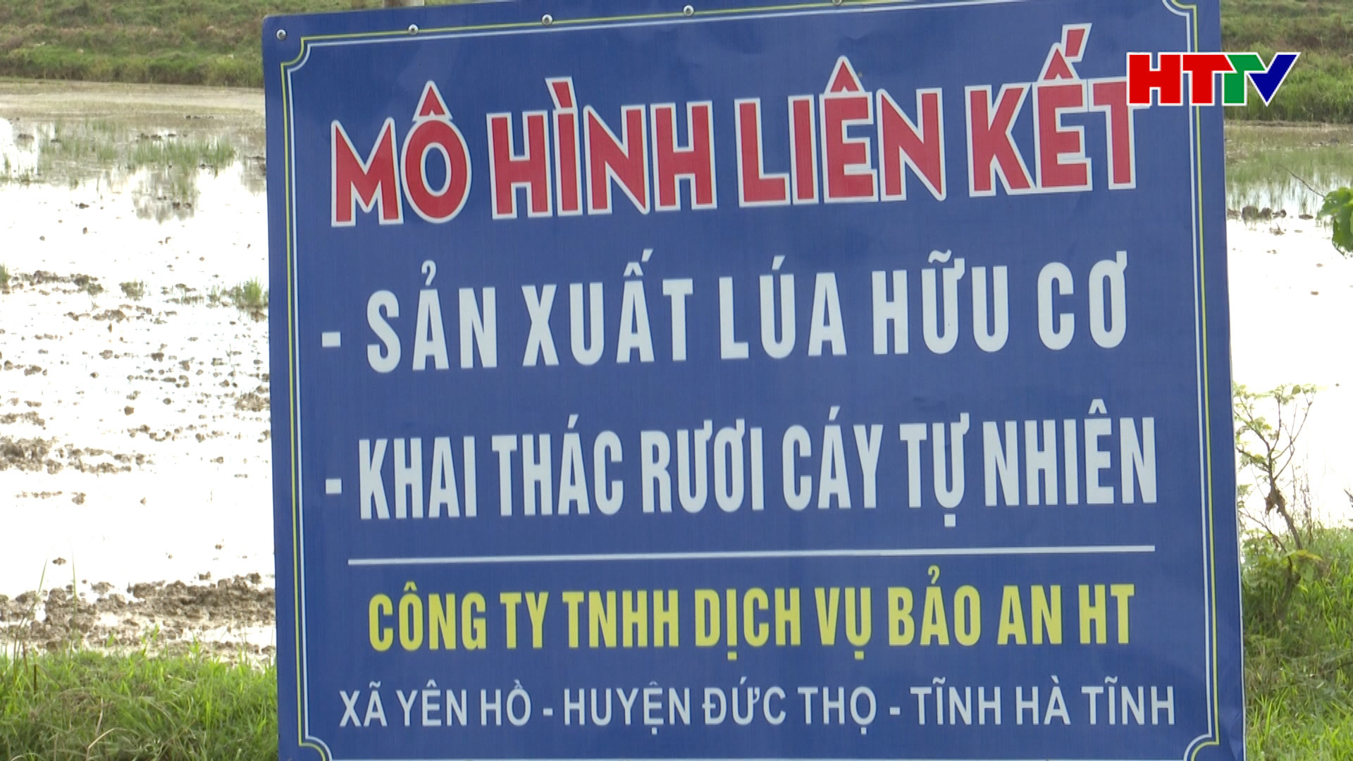Triển vọng từ mô hình rươi – lúa hữu cơ