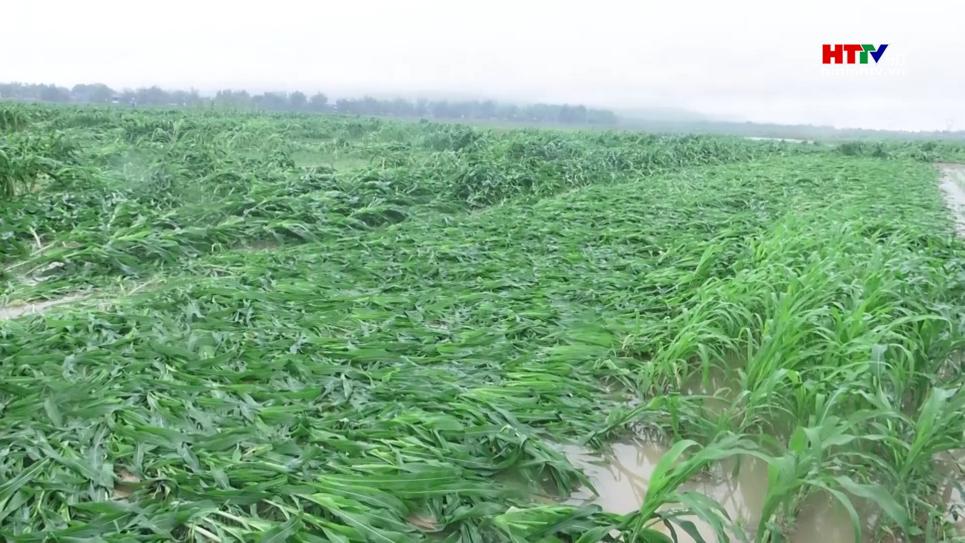 Mưa lớn thiệt hại trên 250 ha cây trồng vụ Đông ở Đức Thọ