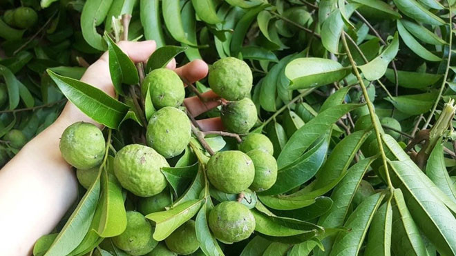 Tín hiệu vui cho quả sấu