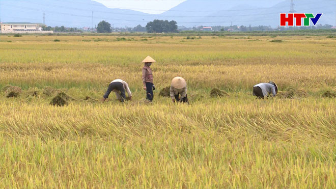 Lúa vào vụ gặt, máy gặt đi đâu?