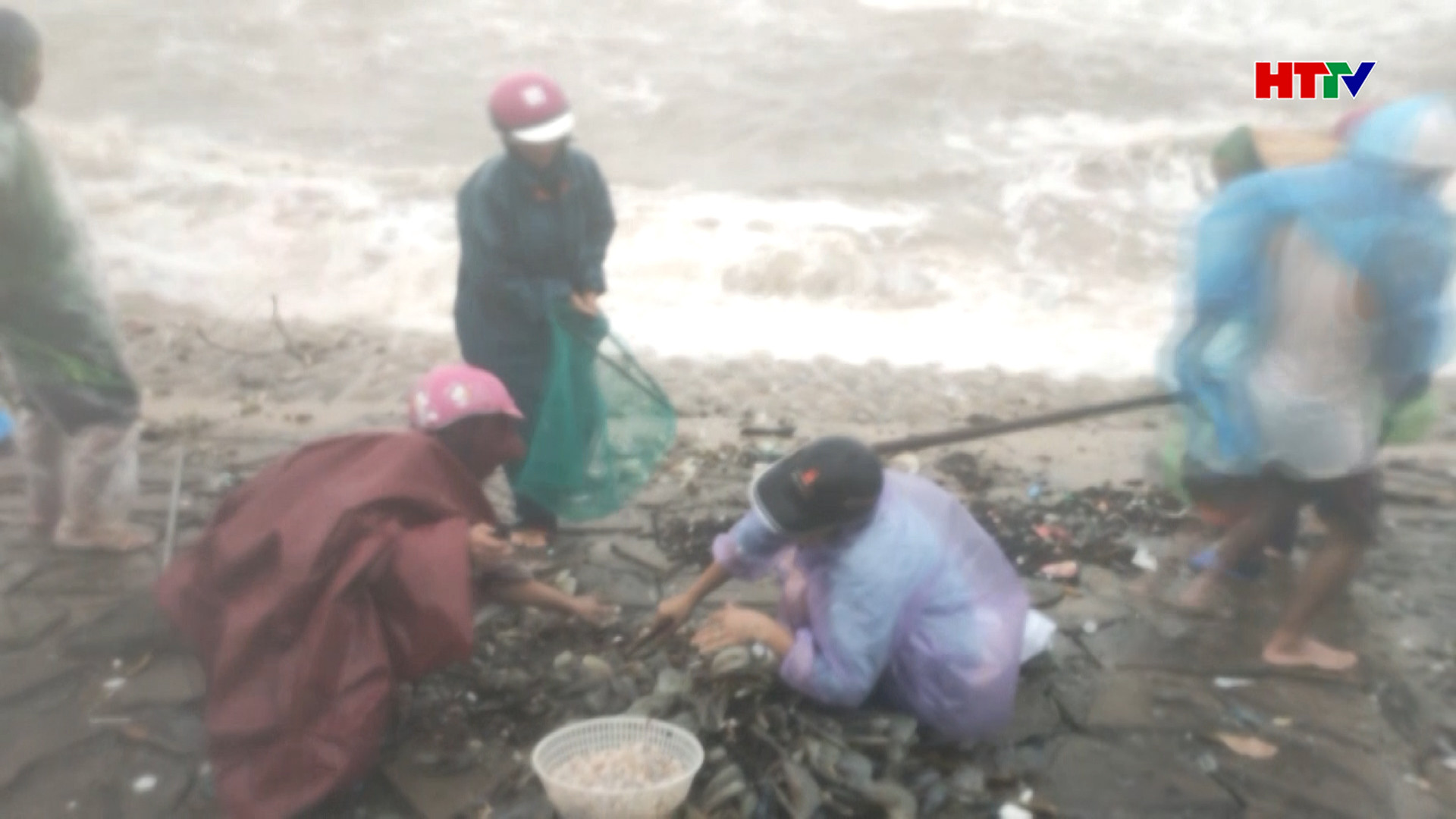 Hàng tấn sò mai trôi dạt vào bờ, người dân phấn khởi tận thu lộc biển