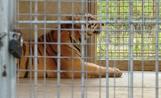 9 con hổ ở Nghệ An sau giải cứu: Phí chăm sóc 20 triệu đồng/ngày