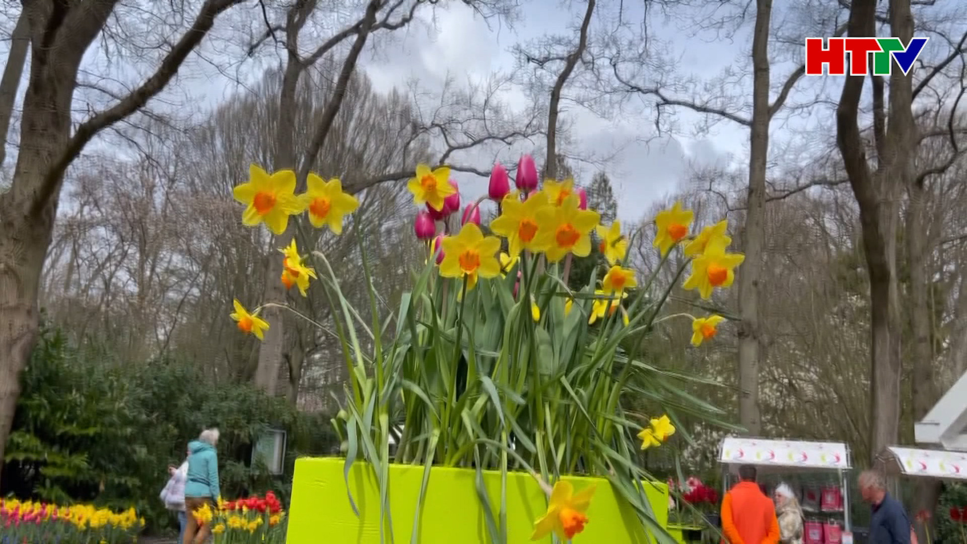 Vườn hoa Keukenhof, Hà Lan mở cửa trở lại