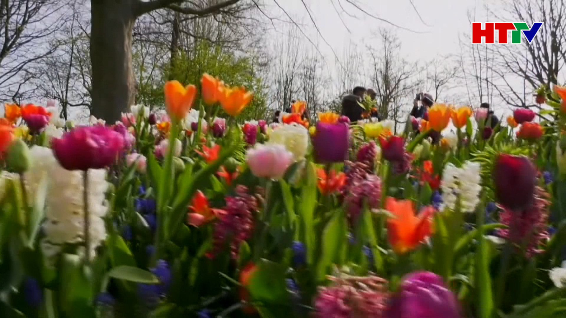 "Thiên đường" hoa tulip nở rộ tại Hà Lan