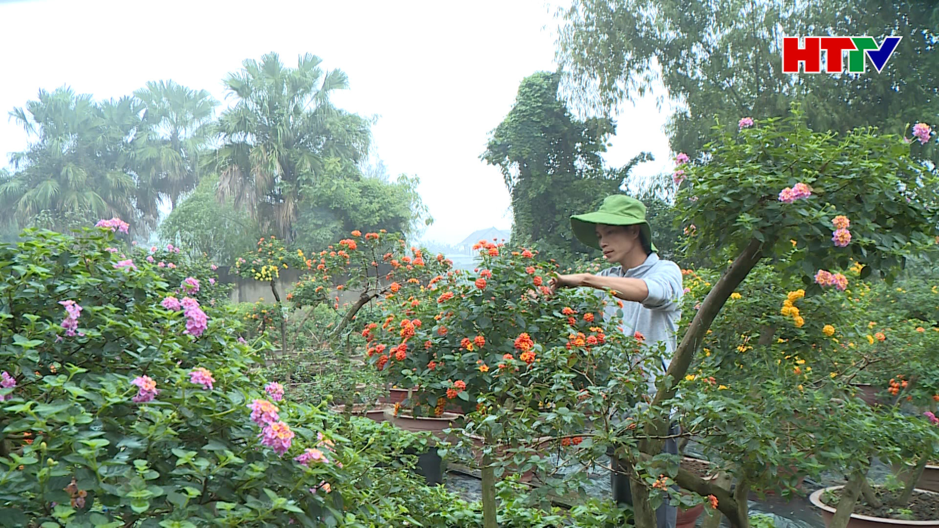Nông dân Hà Tĩnh chuẩn bị vụ hoa Tết