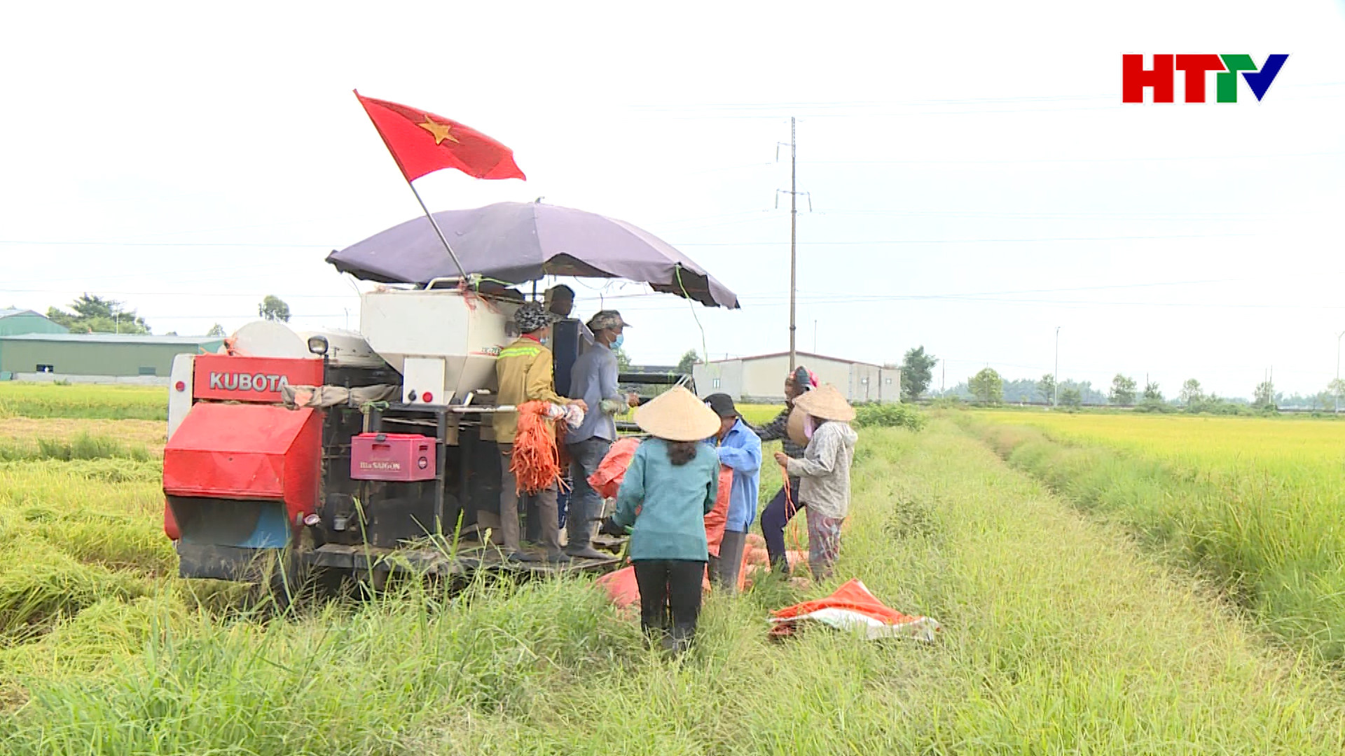 “Gác lễ”, nông dân Hà Tĩnh ra đồng thu hoạch lúa hè thu