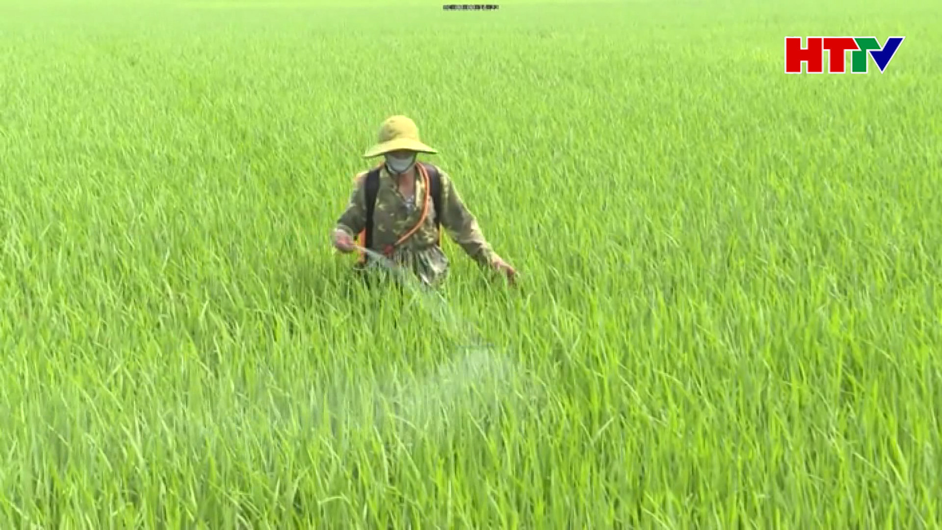 Chủ tịch UBND tỉnh chỉ đạo phòng trừ đạo ôn hại lúa