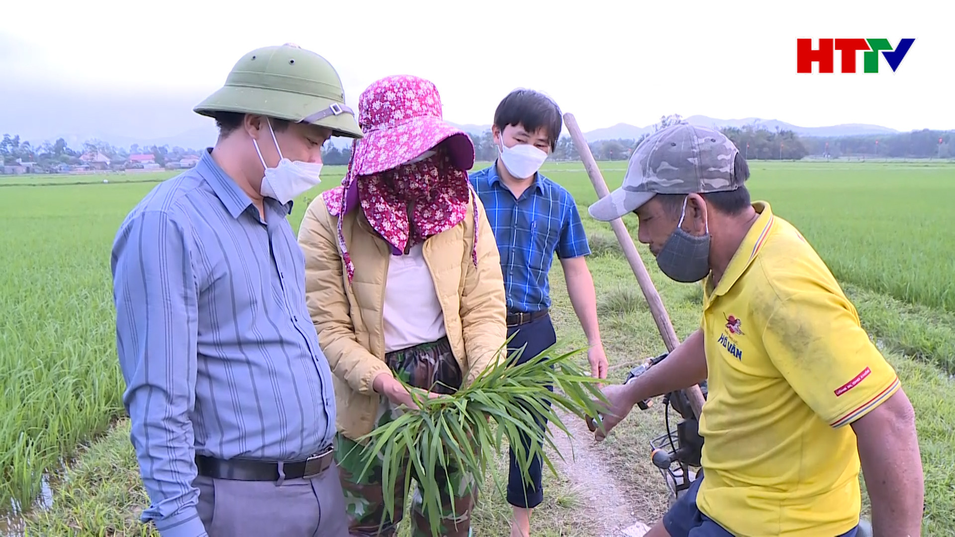 Lúa Xuân nhiễm Đạo ôn, nông dân Hà Tĩnh gấp rút phòng trừ