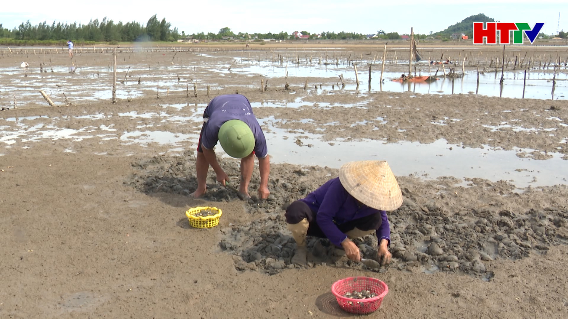 Để nghề nuôi ngao phát triển bền vững