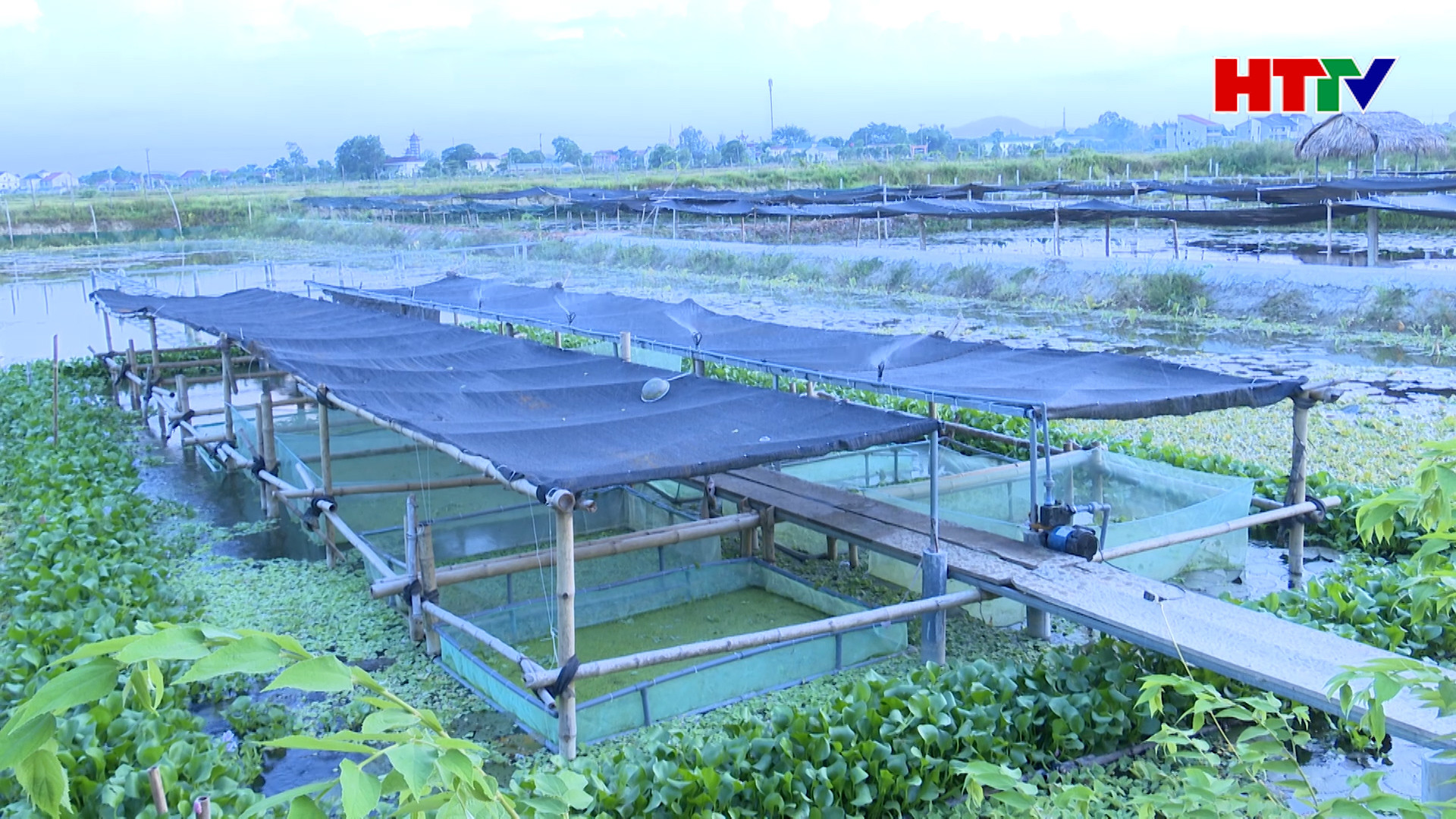 Đức Thọ: Nhân rộng mô hình nuôi ốc bươu đen