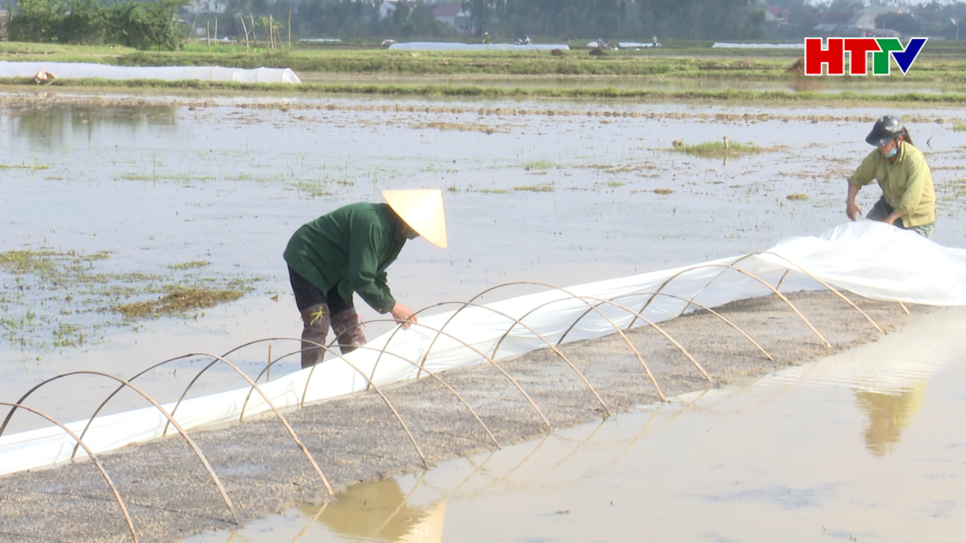 Nông dân Hà Tĩnh chủ động chống rét cho mạ Xuân