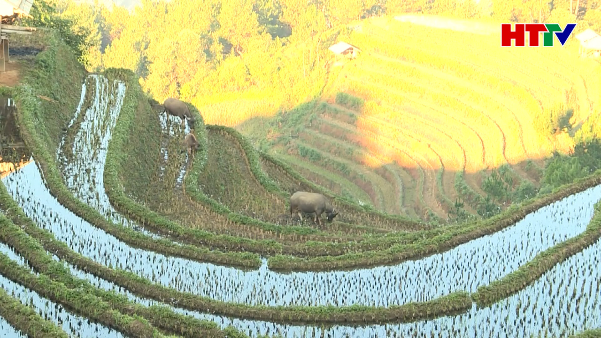 Vẻ đẹp ruộng bậc thang Việt Nam trên báo nước ngoài