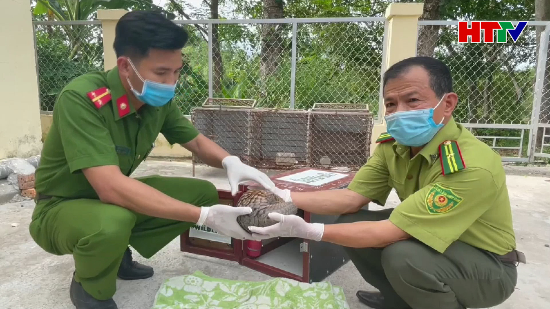 Bàn giao cá thể Tê tê quý hiến cho Vườn quốc gia Pù Mát