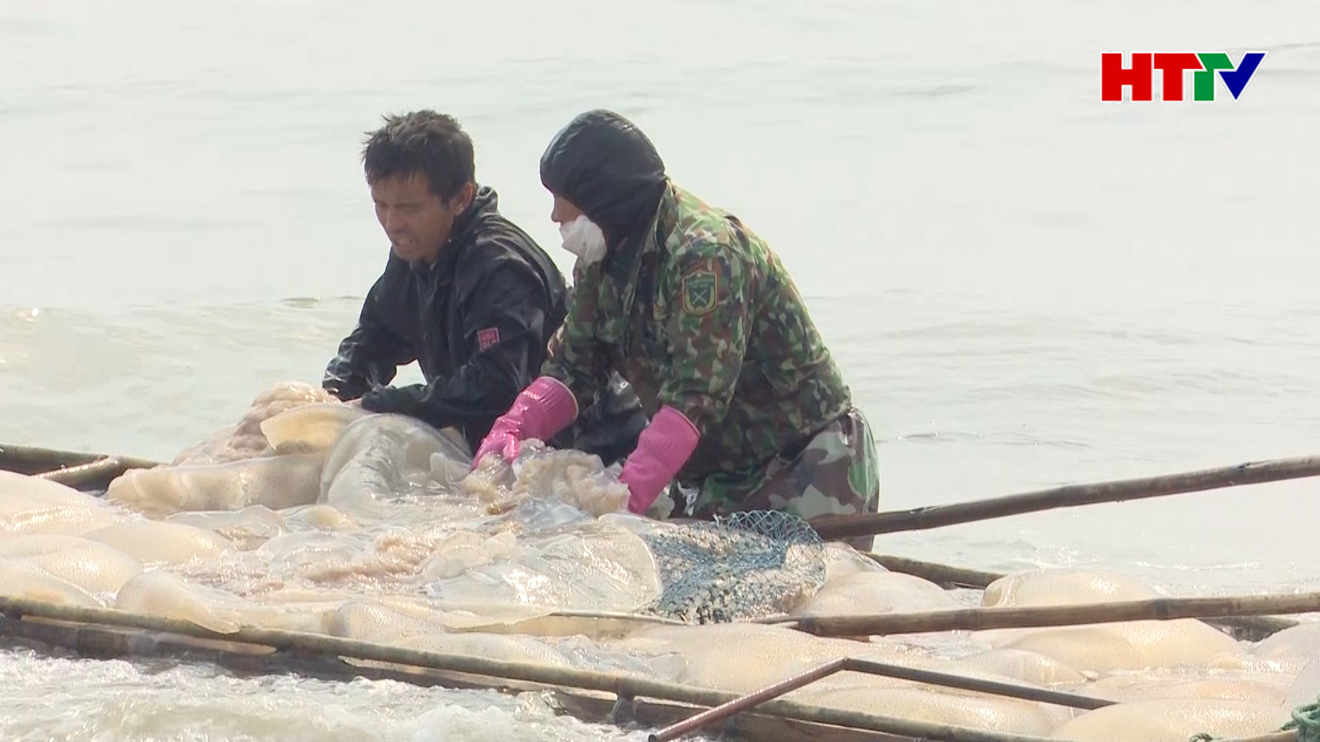 Ngư dân Nghi Xuân thu tiền triệu mỗi ngày từ Sứa biển