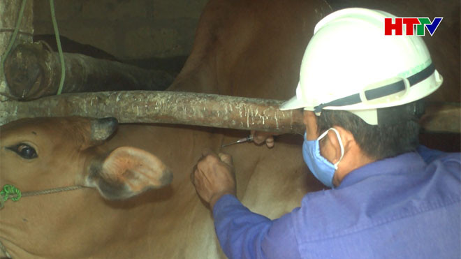 Thiếu cán bộ thú y: Công tác phòng chống dịch gặp nhiều trở ngại