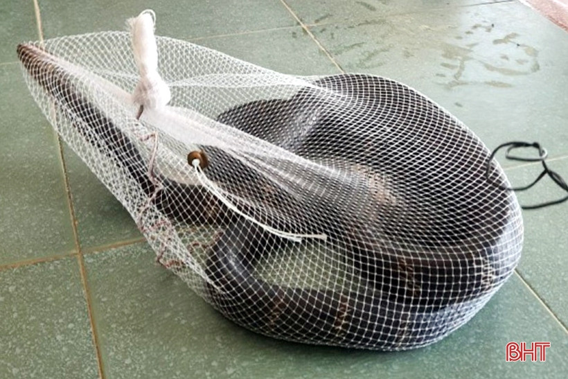 Hà Tĩnh: Rắn hổ mang chúa dài hơn 3m bò vào trường cấp 2