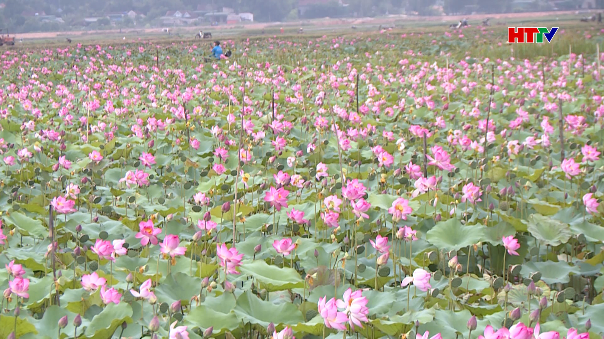 Hiệu quả kinh tế từ mô hình trồng sen