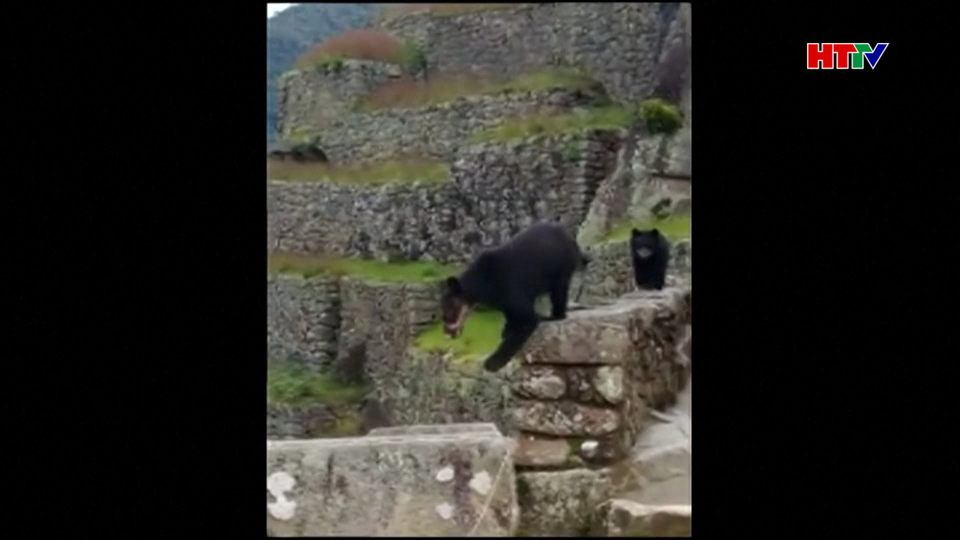 Gấu quý hiếm xuất hiện trở lại ở thành cổ Machu Picchu