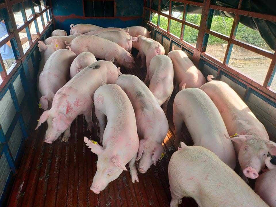 Giá lợn hơi tăng lên 72.000 đồng/kg