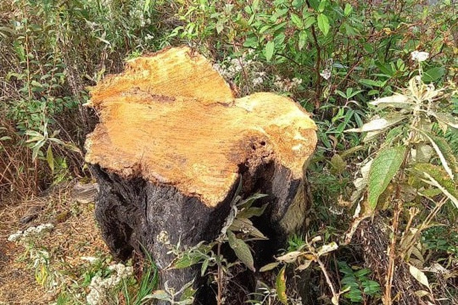 Người chặt cây phong ba đẹp nhất biển mây Lảo Thẩn - Y Tý là ai?